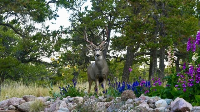 A mule deer in a garden planted with deer-resistant perennials